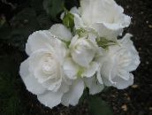 bilde Hage Blomster Grandiflora Rose, Rose grandiflora hvit