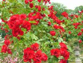 赤 グランドカバーのバラ