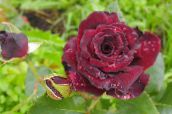 foto Tuin Bloemen Hybride Thee Steeg, Rosa burgundy