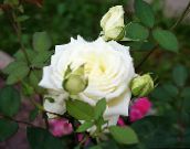 fotografie Záhradné kvety Hybrid Čajovej Ruže, Rosa biely