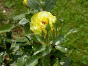 foto Trädgårdsblommor Hybrid Tea Steg, Rosa gul