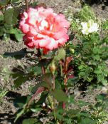 foto Have Blomster Hybrid Te Steg, Rosa appelsin