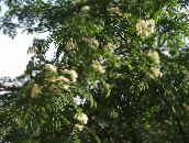 foto Flores do Jardim Rowan, Cinza De Montanha, Sorbus aucuparia branco