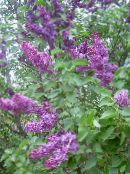 foto Flores de jardín Lila Común, Lila Francés, Syringa vulgaris púrpura