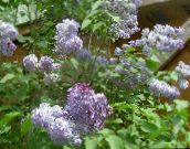 снимка Градински цветове Общата Люляк, Френски Люляк, Syringa vulgaris люляк