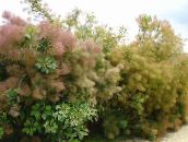 foto Have Blomster Smokebush, Cotinus pink