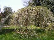 foto Trädgårdsblommor Prunus, Plommonträd vit