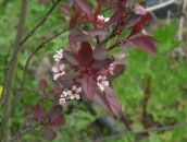 フォト 庭の花 サクラ属、梅, Prunus ホワイト