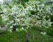 ფოტო ბაღის ყვავილები Prunus, ქლიავის ხე თეთრი