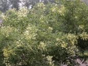 フォト 庭の花 日本のパゴダツリー、学者ツリー, Sophora ホワイト