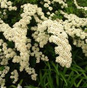 foto I fiori da giardino Spirea, Velo Da Sposa, Maybush, Spiraea bianco