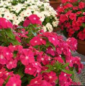 フォト 庭の花 共通ツルニチニチソウ、忍び寄るギンバイカ、花の死, Vinca minor ピンク