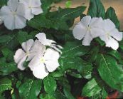 fotografie Záhradné kvety Obyčajný Brčál, Postupný Myrty, Kvet-Of-Smrti, Vinca minor biely
