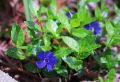foto Flores de jardín Vinca Común, Mirto Rastrero, Flor-De-Muerte, Vinca minor azul