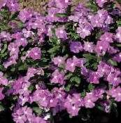 紫丁香 常见的长春花，匍匐桃金娘，花的死亡