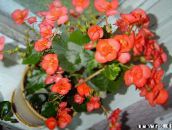 fotografie Záhradné kvety Vosk Begónie, Begonia semperflorens cultorum oranžový