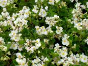 φωτογραφία Λουλούδια κήπου Μπιγκόνιες Κερί, Begonia semperflorens cultorum λευκό
