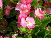 fotografie Záhradné kvety Vosk Begónie, Begonia semperflorens cultorum ružová