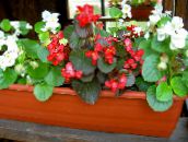 fotografie Gradina Flori Begonii Ceară, Begonia semperflorens cultorum roșu