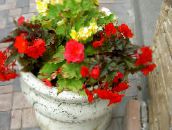 fénykép Kerti Virágok Viasz Begónia, Gumós Begónia, Begonia tuberhybrida piros