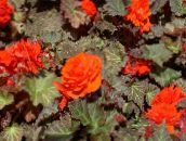 fotografie Záhradné kvety Vosk Begonia, Hľuznaté Begónie, Begonia tuberhybrida oranžový