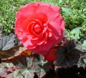 rosa Cera Begonia, Begonia Tuberosa