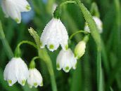 fotografie Zahradní květiny Bledule Jarní, St. Květina Agnes ', Leucojum bílá