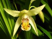 foto Gartenblumen Boden Orchidee, Die Gestreiften Bletilla gelb