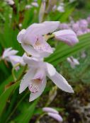 foto I fiori da giardino Orchidea Terra, Il Bletilla Strisce bianco