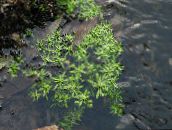 照片  水樱草花，马齿苋沼泽，沼泽种子箱, Callitriche palustris 绿