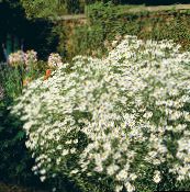 foto Aed Lilled Boltoni Aster, Valge Nuku Daisy, Vale Aster, Vale Kummel, Boltonia asteroides valge
