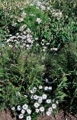 foto I fiori da giardino Swan River Margherita, Brachyscome bianco