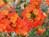 fotografija Vrtno Cvetje Bush Vijolična, Safir Cvet, Browallia oranžna