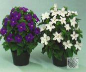 kuva Puutarhakukat Bush Violetti, Safiiri Kukka, Browallia valkoinen