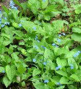 fotografie Záhradné kvety False Forget-Me-Not, Brunnera macrophylla modrá