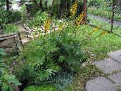 foto Dārza Ziedi Bigleaf Ligularia, Leopards Augu, Zelta Pamatsija dzeltens