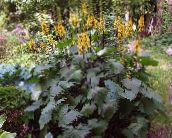 ფოტო ბაღის ყვავილები Bigleaf Ligularia, ლეოპარდი ქარხანა, ოქროს მასაგეტოვის ყვითელი