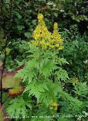 photo les fleurs du jardin Bigleaf Ligularia, Usine De Léopard, Séneçon Or jaune