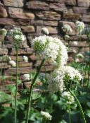 foto Have Blomster Baldrian, Haven Heliotrop, Valeriana officinalis hvid