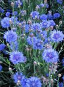 photo  Knapweed, Star Thistle, Cornflower, Centaurea light blue