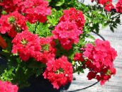 снимка Градински цветове Върбинка, Verbena червен