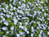 foto Dārza Ziedi Brooklime, Veronica gaiši zils
