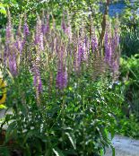 照片 园林花卉 长叶速度以及, Veronica longifolia 紫