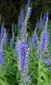 foto Flores de jardín De Hoja Larga Verónica, Veronica longifolia azul claro