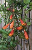 zdjęcie Ogrodowe Kwiaty Visloplodnik, Eccremocarpus scaber pomarańczowy