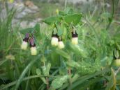 nuotrauka Sodo Gėlės Honeywort, Mėlyna Krevečių Augalas, Mėlyna Vaškas Gėlė, Cerinthe major geltonas