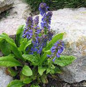 photo Garden Flowers Wulfenia blue