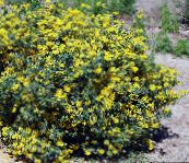 fotografie Zahradní květiny Koruna Vikev, Coronilla žlutý