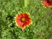 фотографија Баштенске Цветови Ћебе Цвећа, Gaillardia црвено