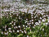 ფოტო ბაღის ყვავილები Alaska Bellheather, Harrimanella თეთრი